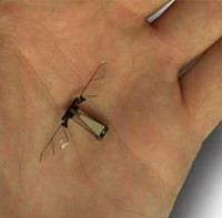 робот-муха летает как насекомое