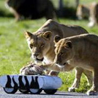 робот-зебра прививает львам навыки охоты